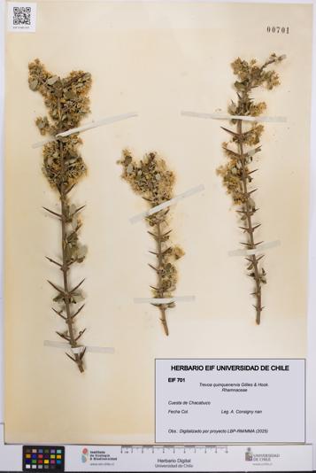 Trevoa quinquenervia [Espécimen: UCH:EIF:0000701]