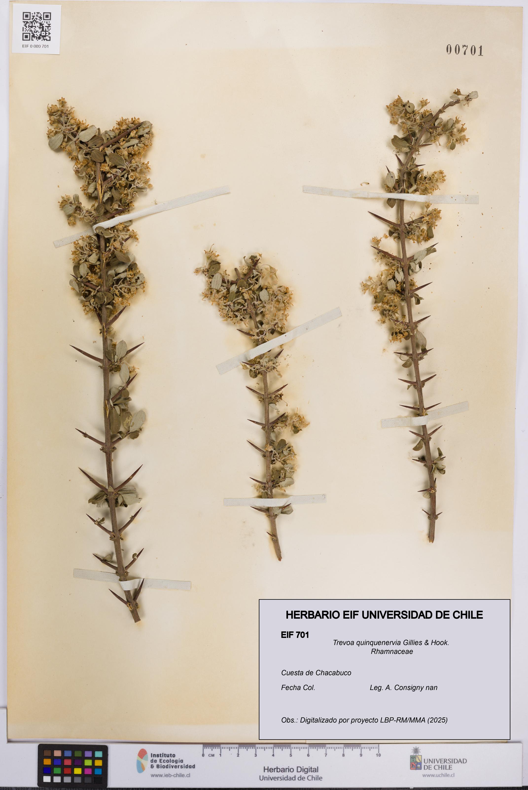 Trevoa quinquenervia [Espécimen: UCH:EIF:0000701]