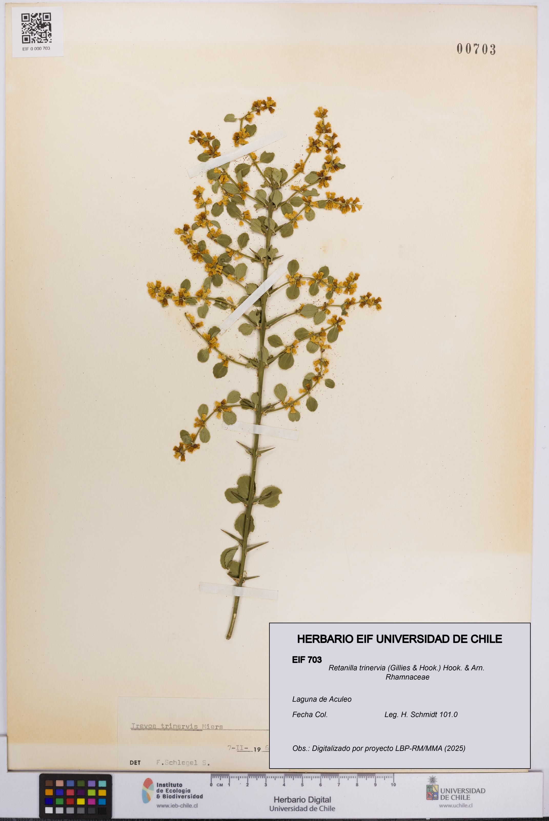 Retanilla trinervia [Espécimen: UCH:EIF:0000703]