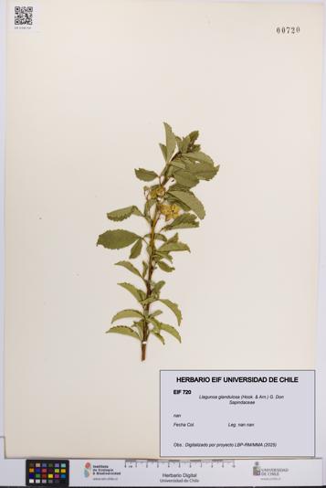 Llagunoa glandulosa [Espécimen: UCH:EIF:0000720]