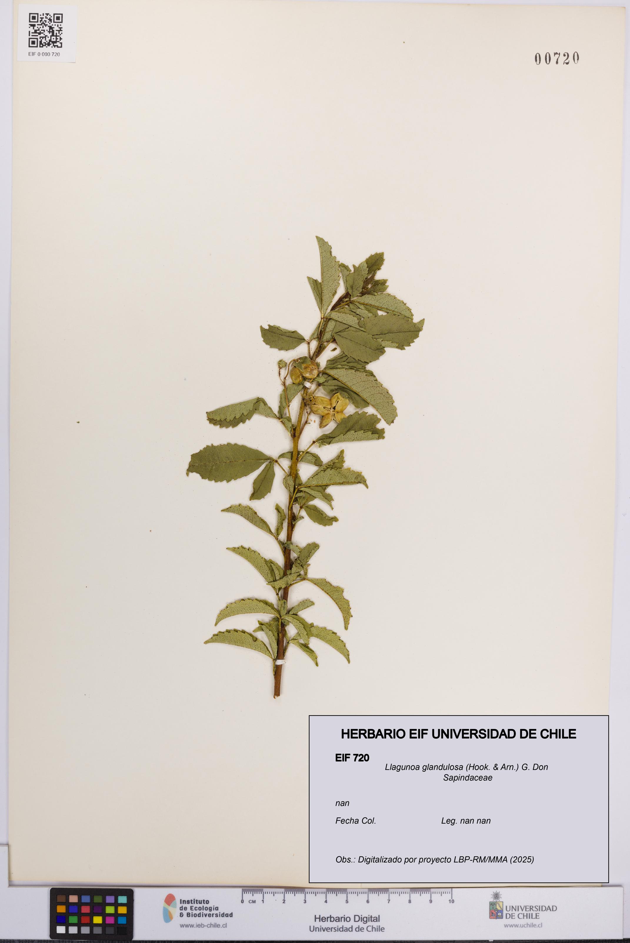 Llagunoa glandulosa [Espécimen: UCH:EIF:0000720]