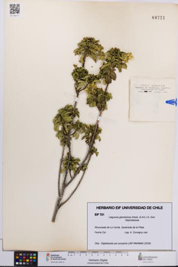 Llagunoa glandulosa [Espécimen: UCH:EIF:0000721]