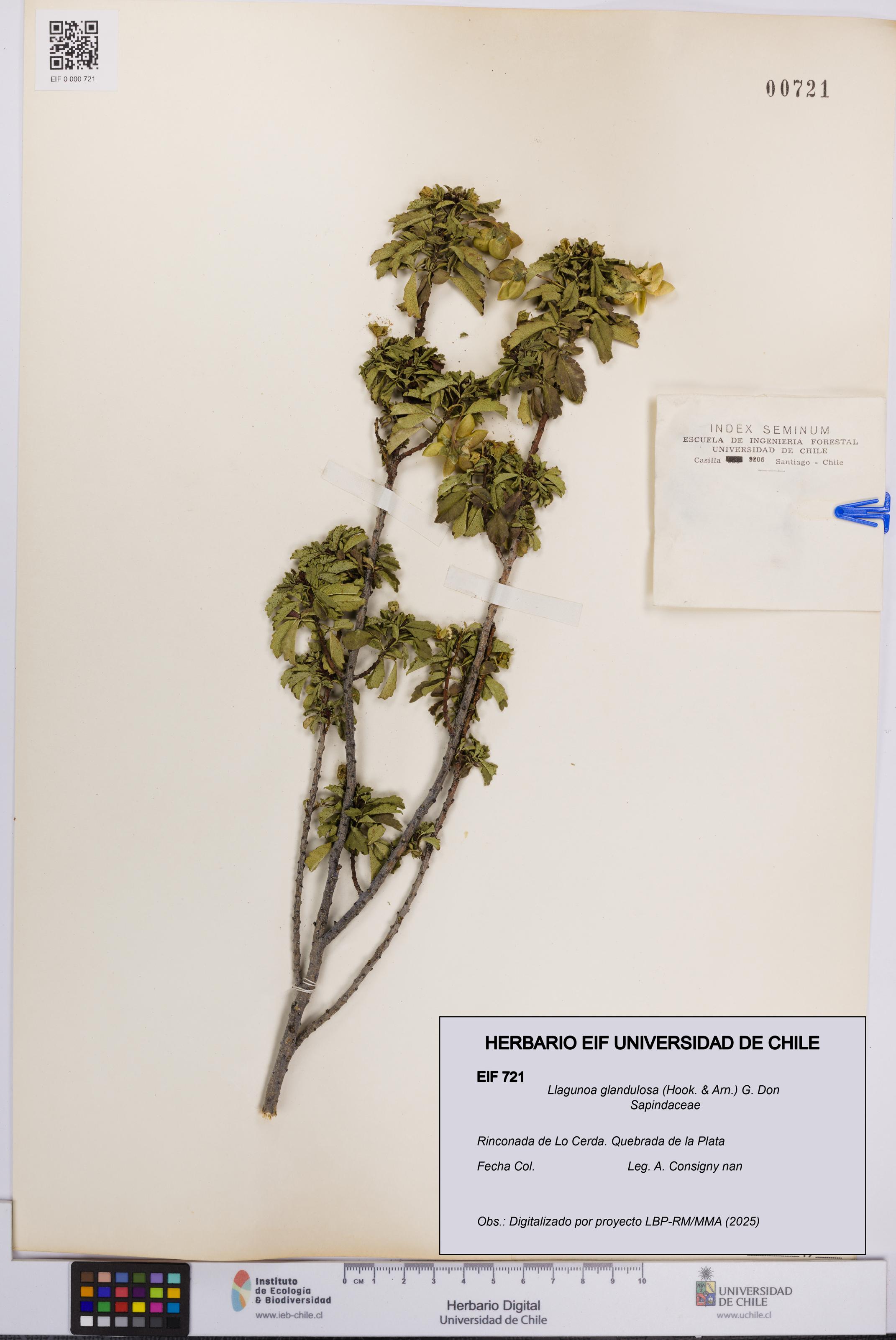 Llagunoa glandulosa [Espécimen: UCH:EIF:0000721]