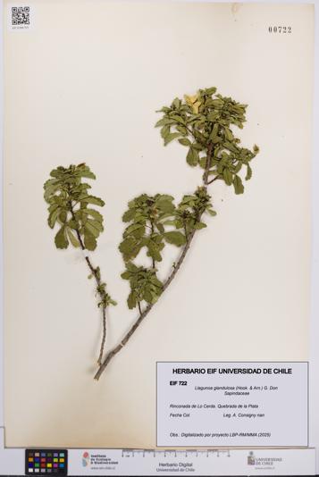 Llagunoa glandulosa [Espécimen: UCH:EIF:0000722]