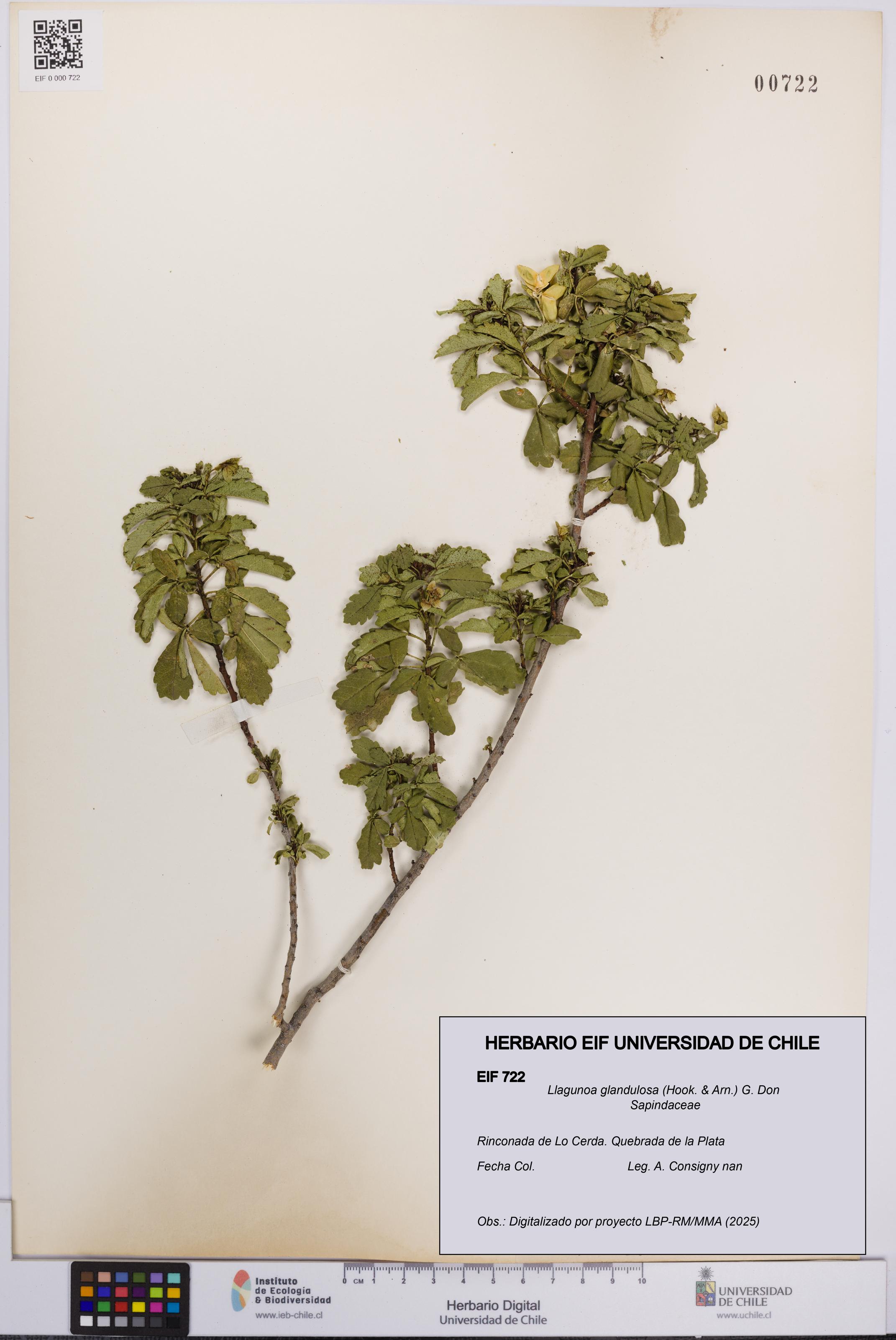 Llagunoa glandulosa [Espécimen: UCH:EIF:0000722]