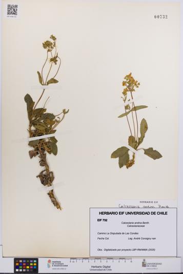 Calceolaria andina [Espécimen: UCH:EIF:0000732]