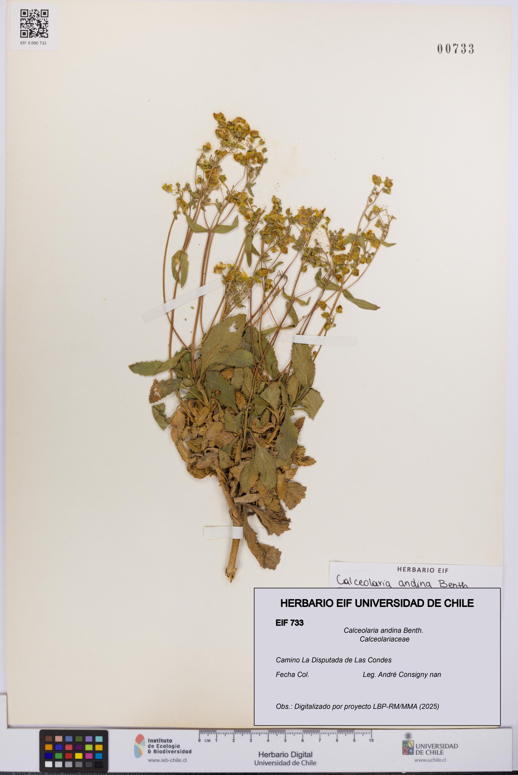 Calceolaria andina [Espécimen: UCH:EIF:0000733]