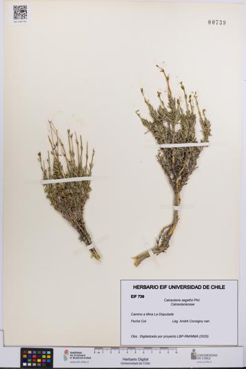 Calceolaria segethii [Espécimen: UCH:EIF:0000739]