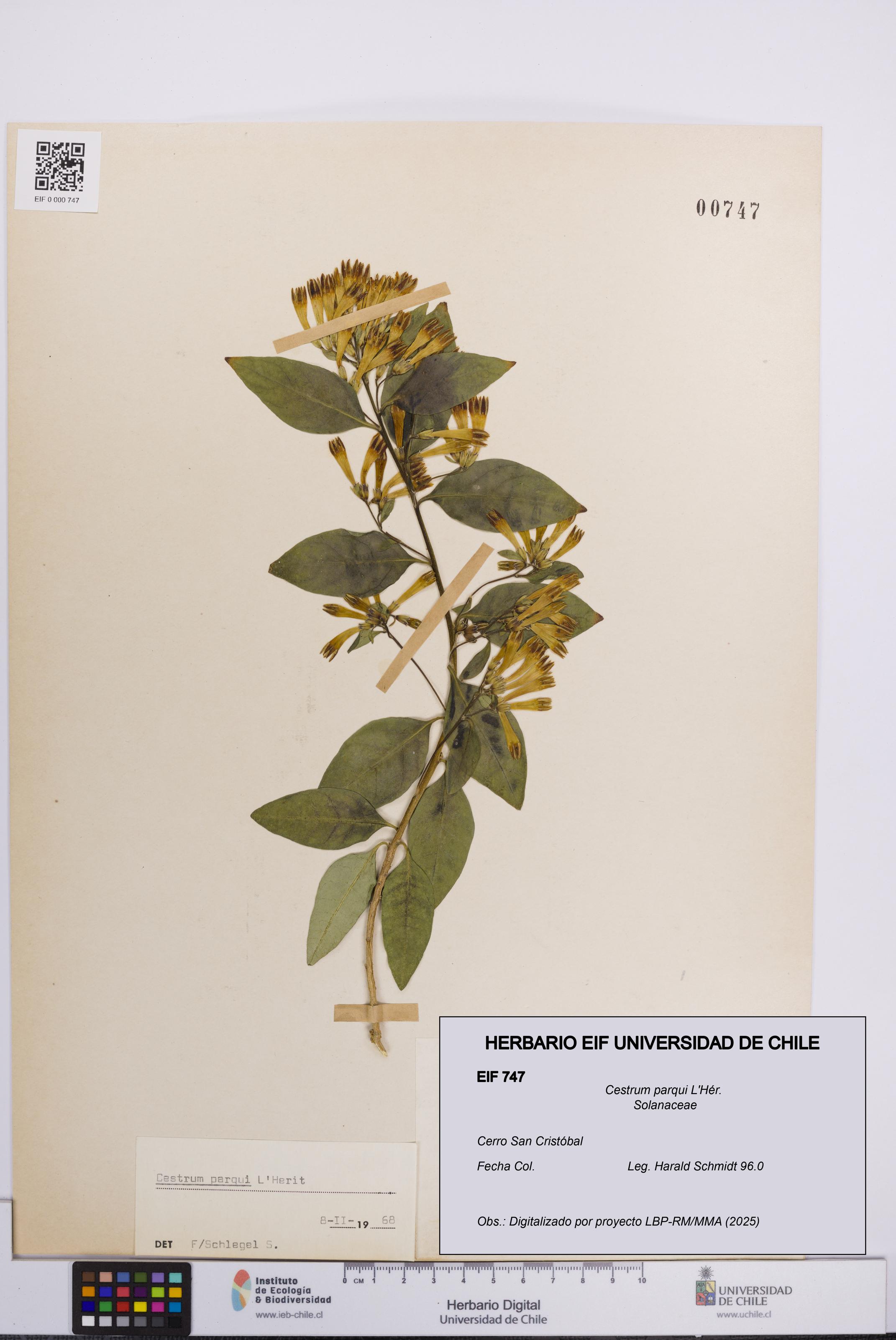 Cestrum parqui [Espécimen: UCH:EIF:0000747]