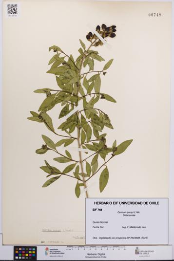 Cestrum parqui [Espécimen: UCH:EIF:0000748]