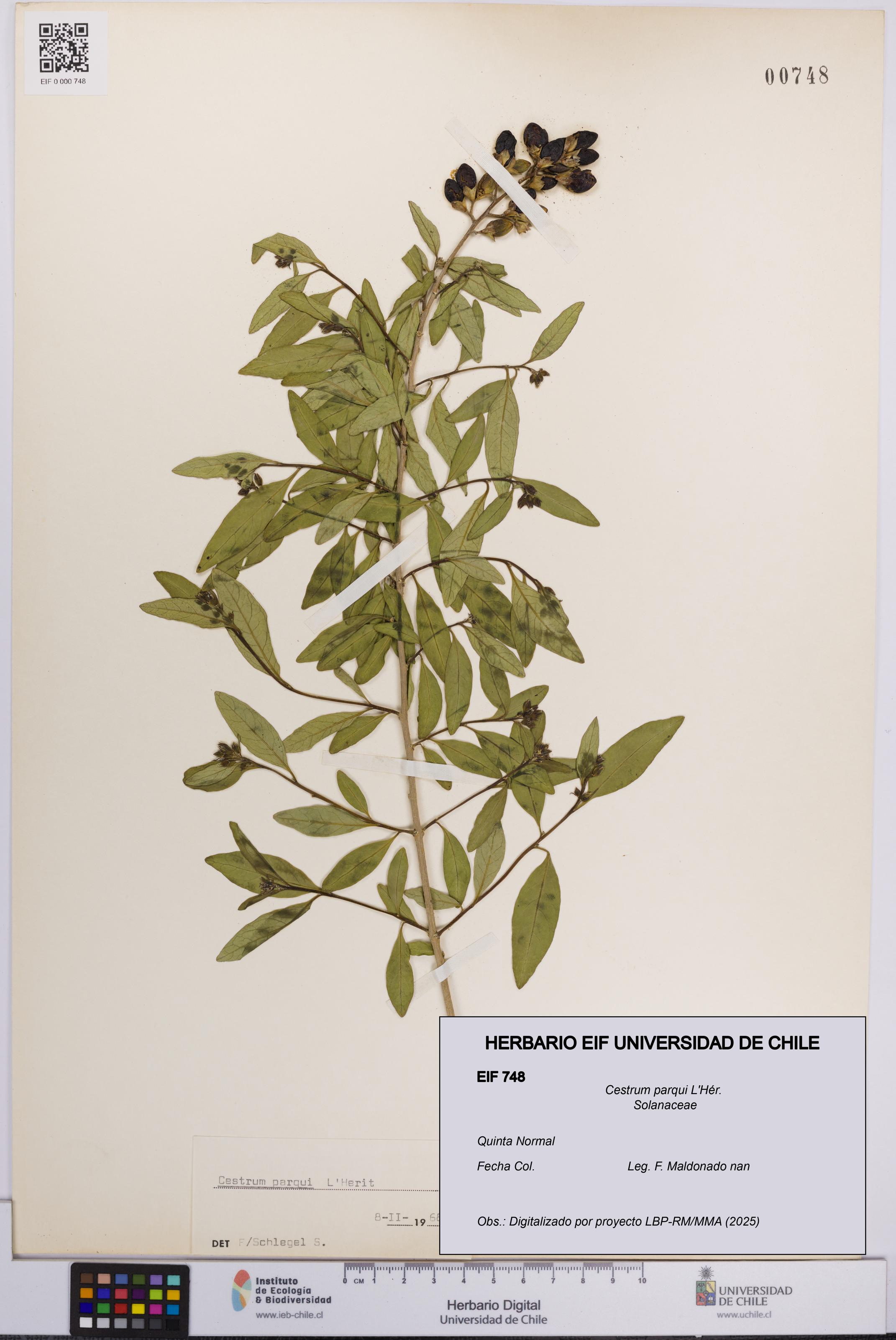 Cestrum parqui [Espécimen: UCH:EIF:0000748]