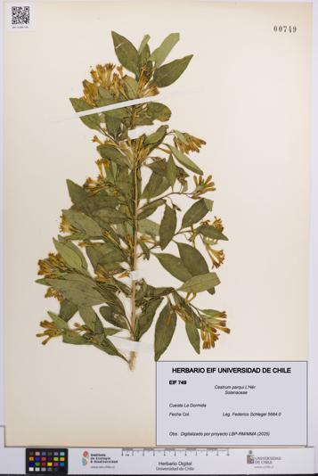 Cestrum parqui [Espécimen: UCH:EIF:0000749]
