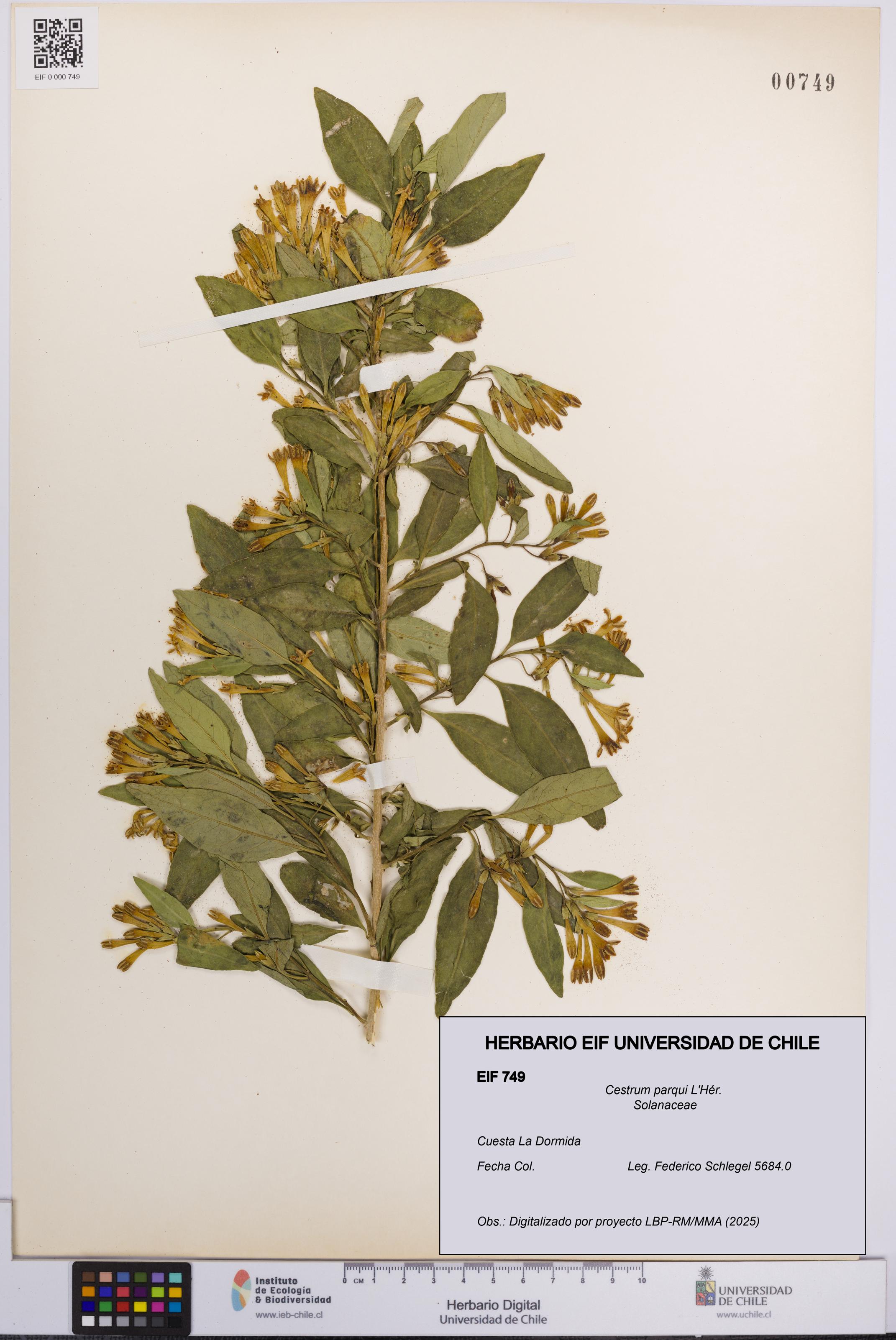 Cestrum parqui [Espécimen: UCH:EIF:0000749]