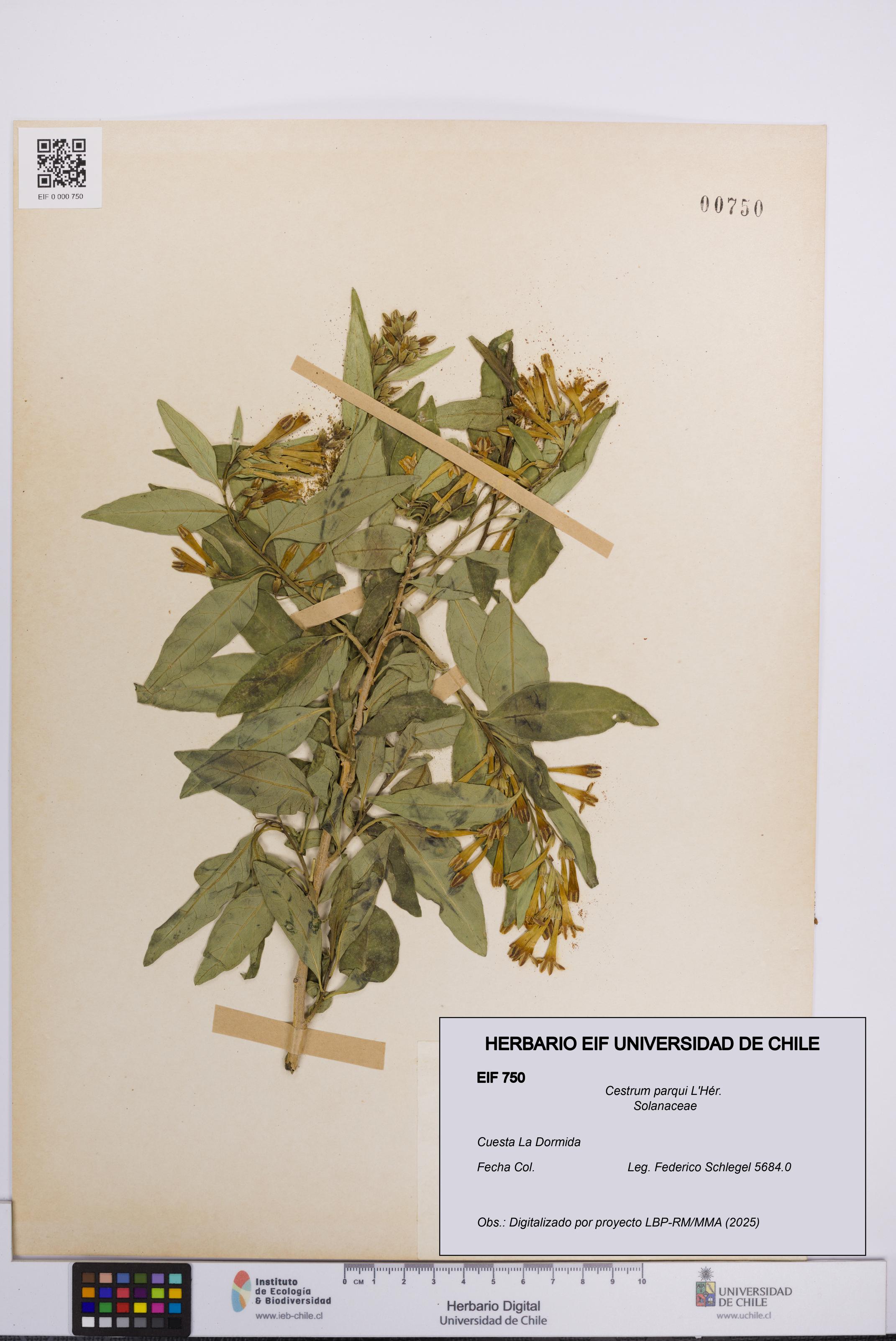 Cestrum parqui [Espécimen: UCH:EIF:0000750]