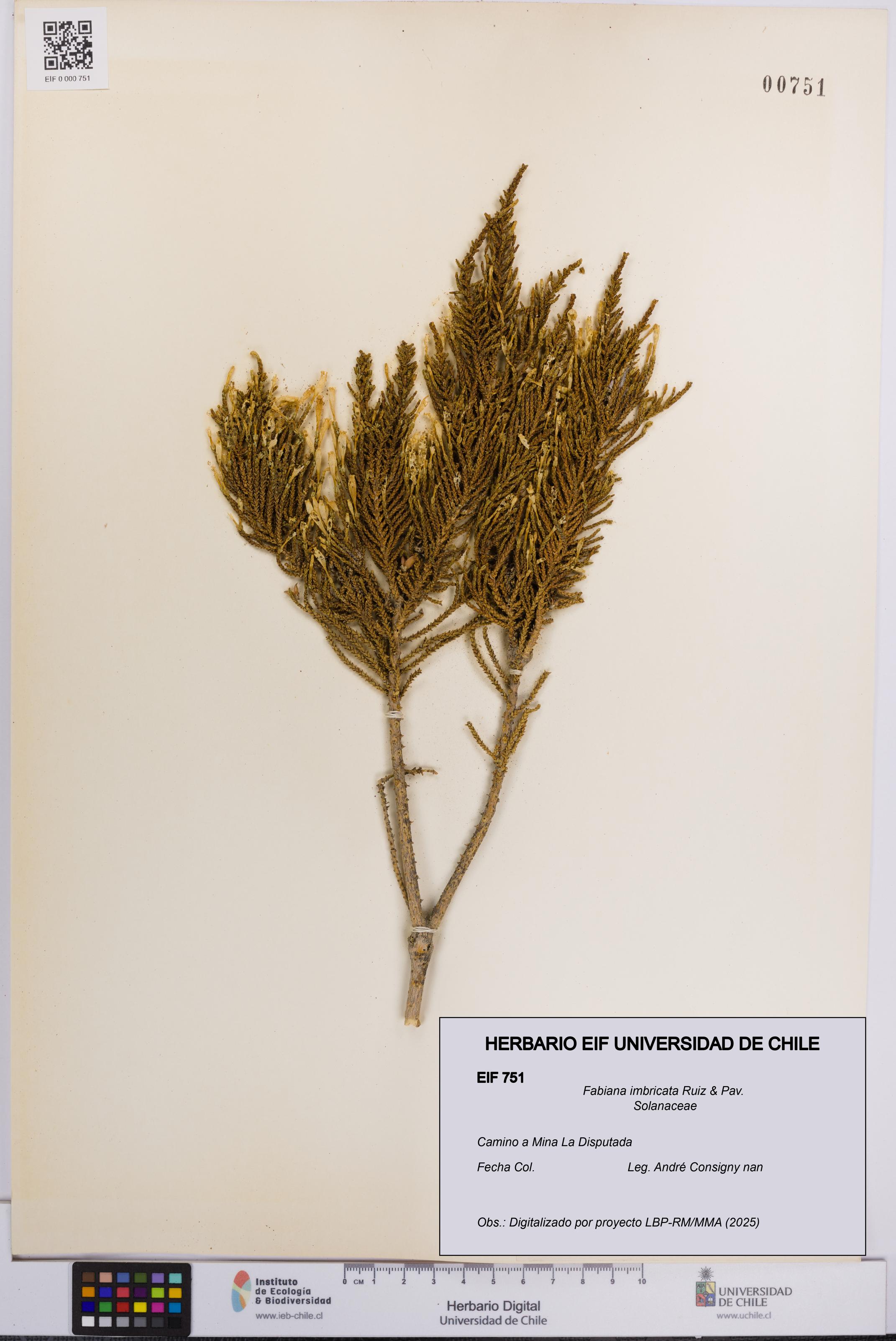 Fabiana imbricata [Espécimen: UCH:EIF:0000751]