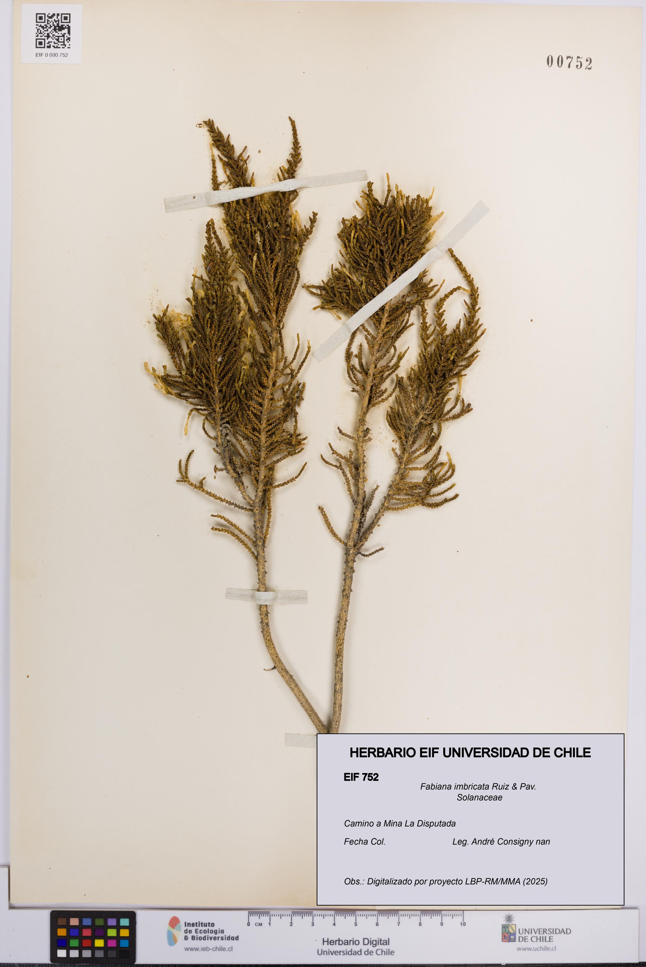 Fabiana imbricata [Espécimen: UCH:EIF:0000752]