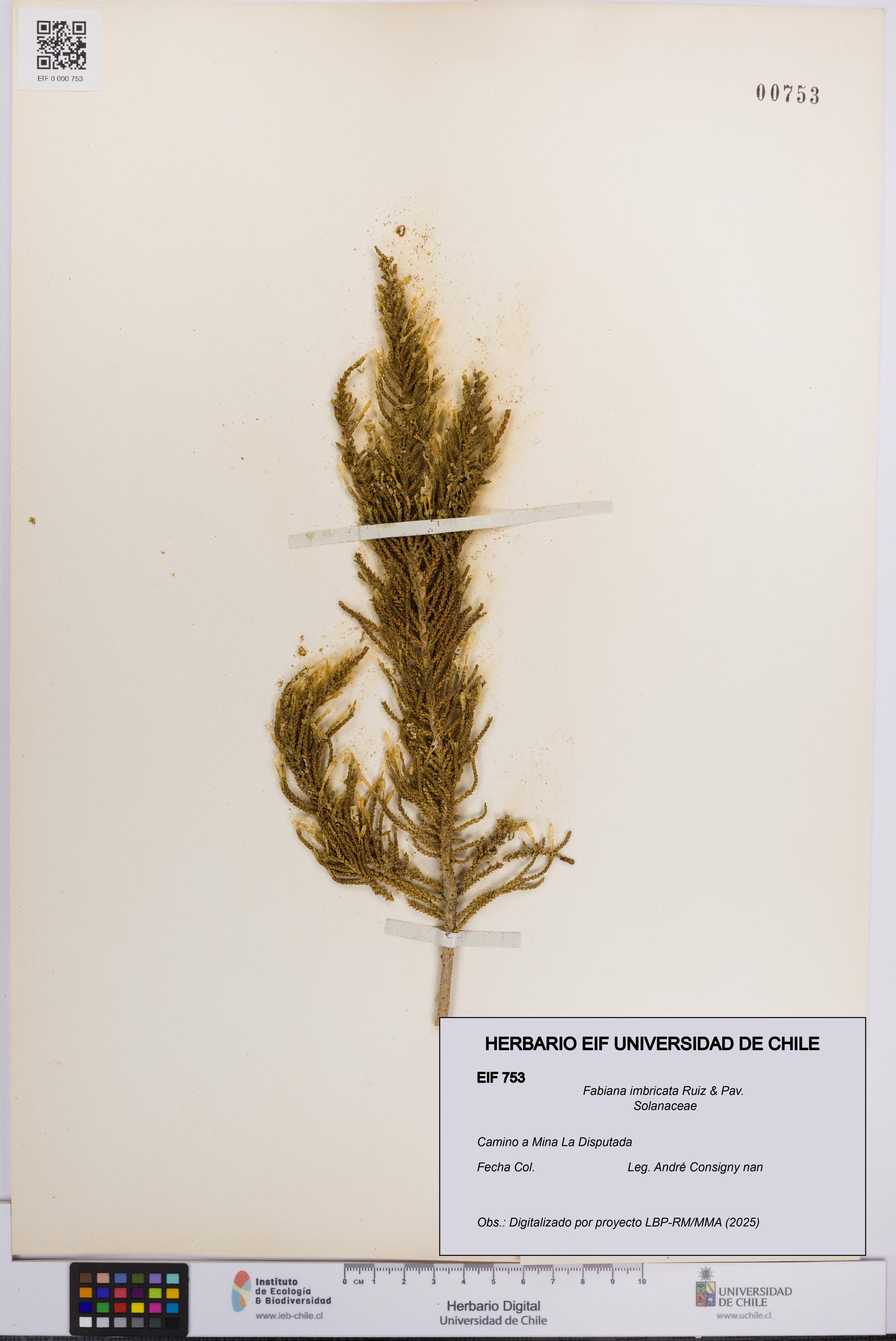 Fabiana imbricata [Espécimen: UCH:EIF:0000753]