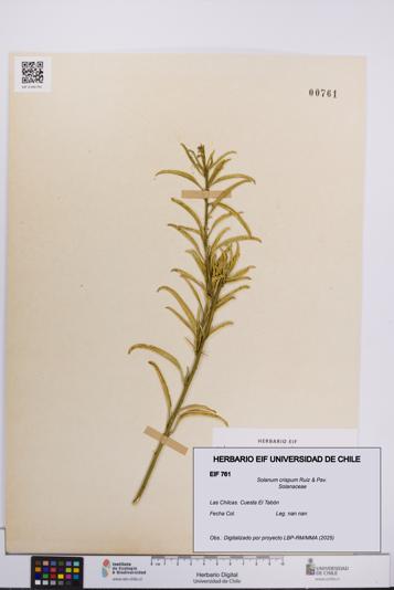 Solanum crispum [Espécimen: UCH:EIF:0000761]