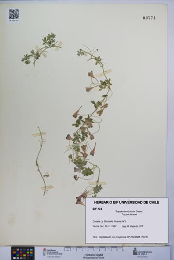 Tropaeolum tricolor [Espécimen: UCH:EIF:0000774]