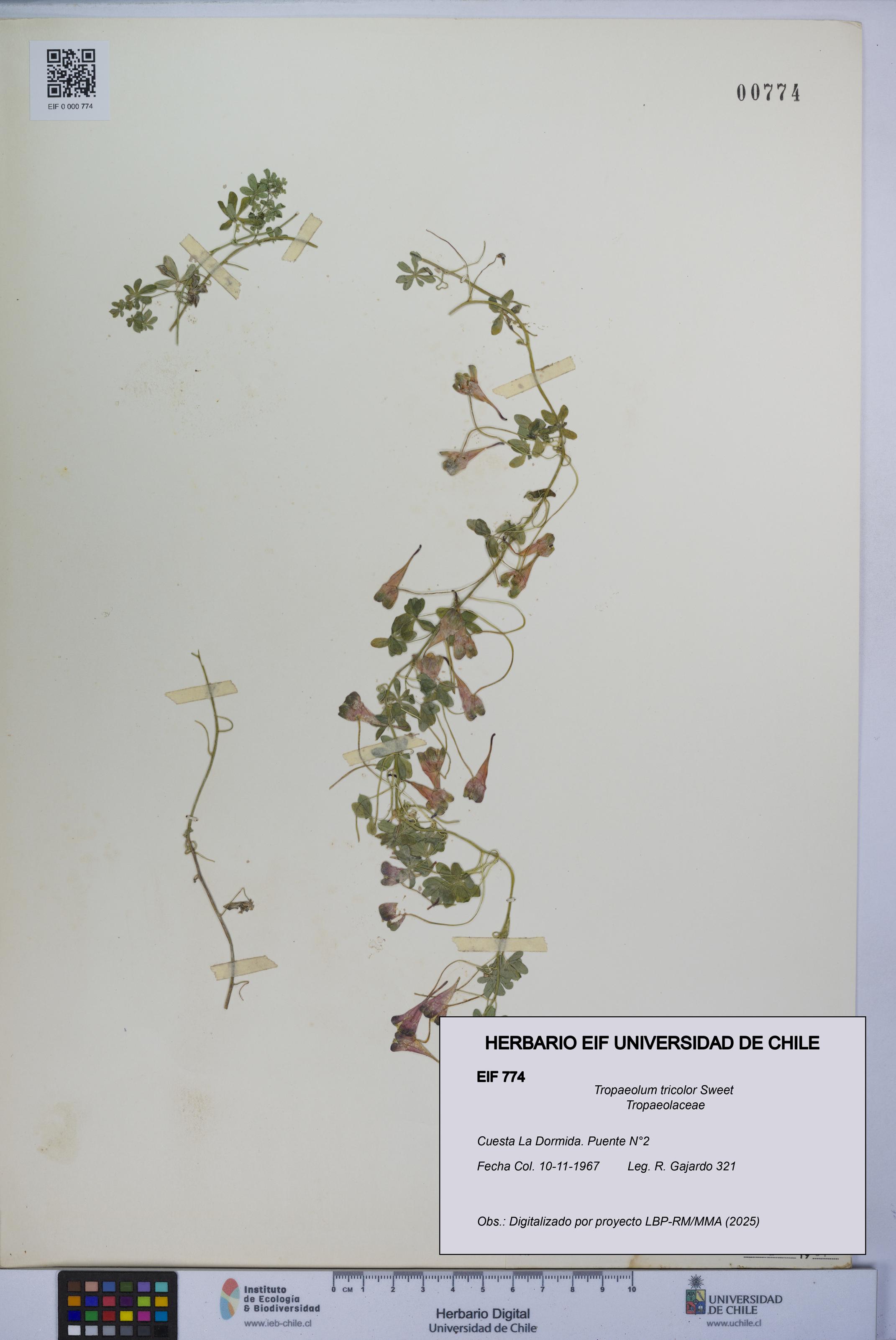 Tropaeolum tricolor [Espécimen: UCH:EIF:0000774]