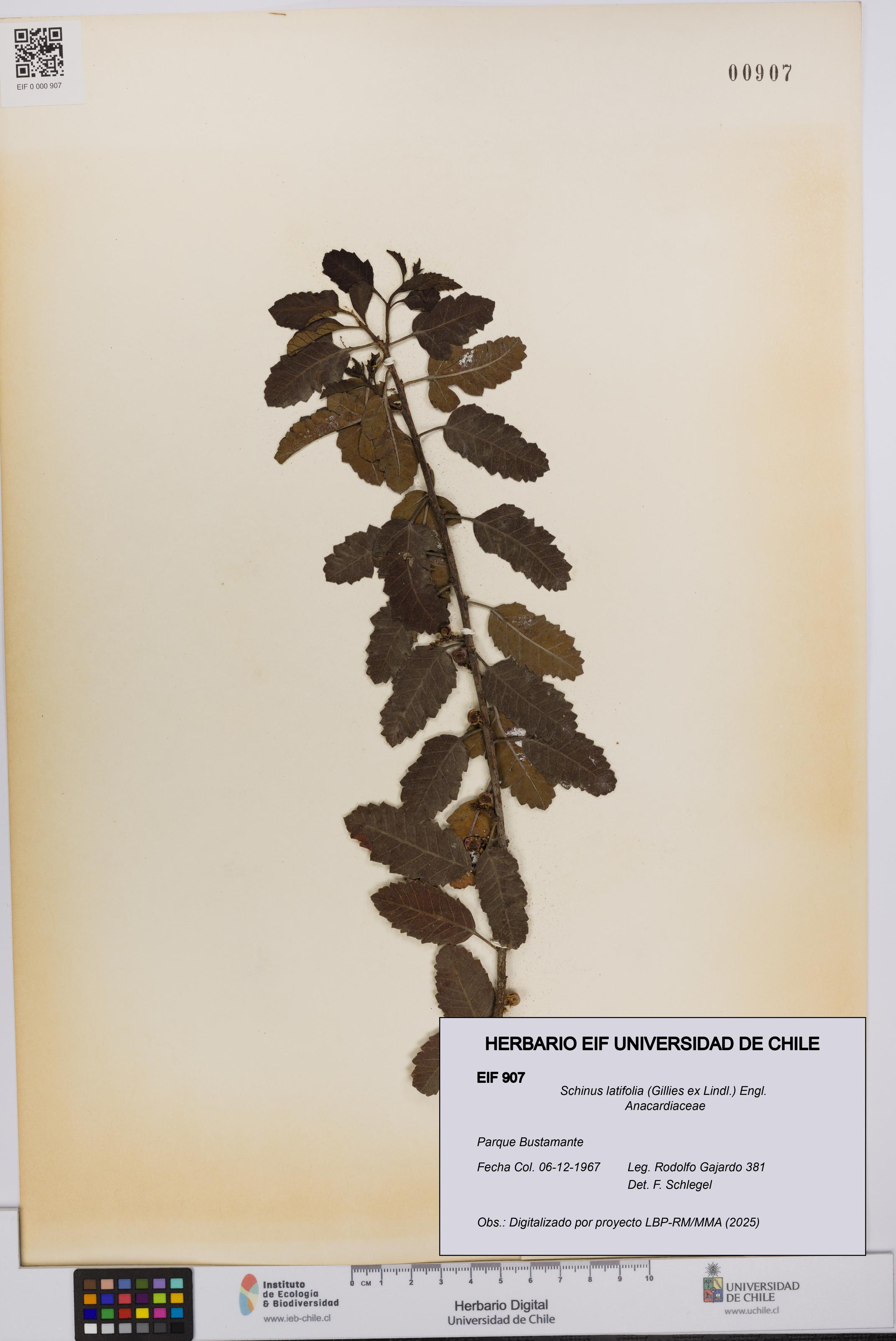 Schinus latifolia [Espécimen: UCH:EIF:0000907]