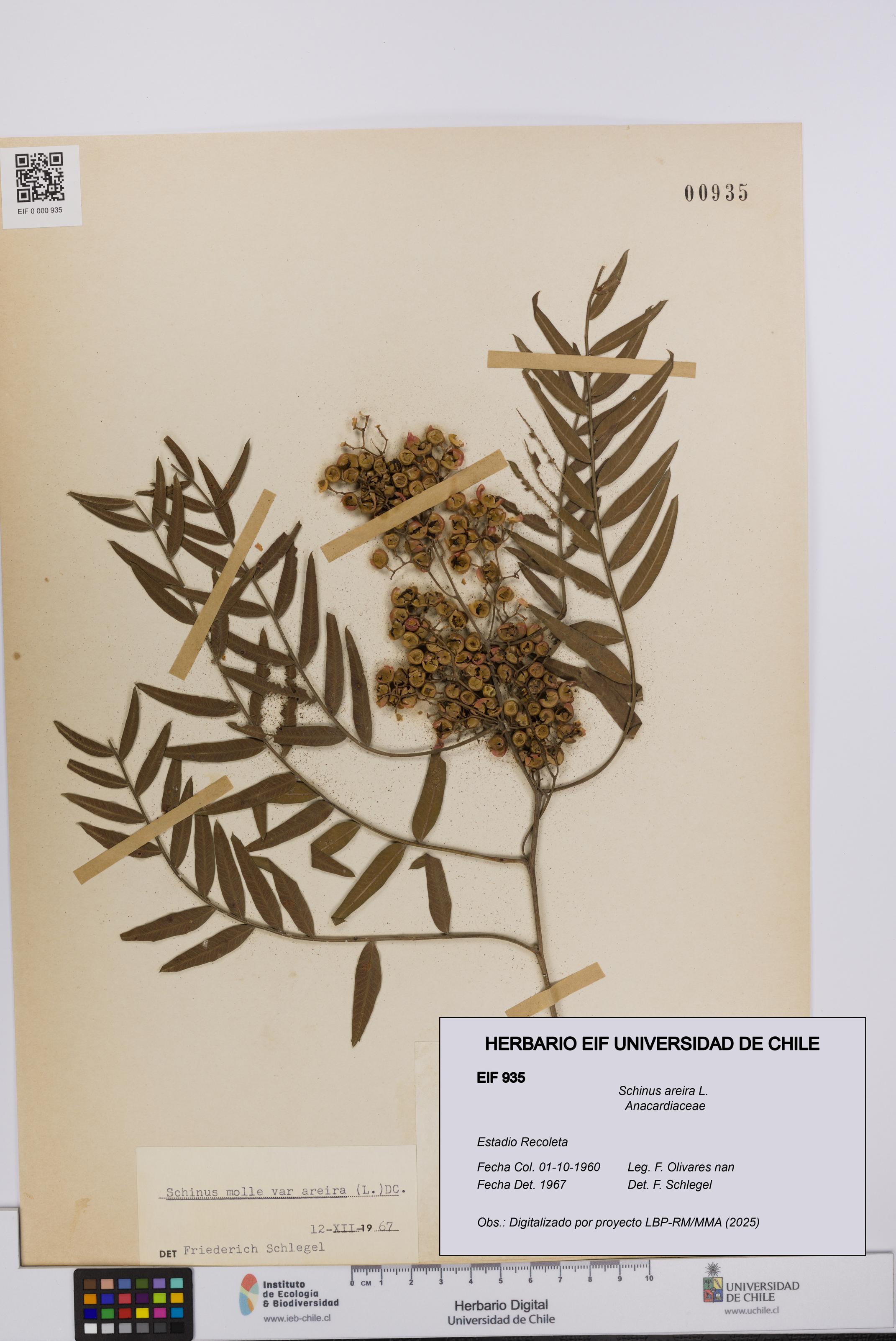 Schinus areira [Espécimen: UCH:EIF:0000935]