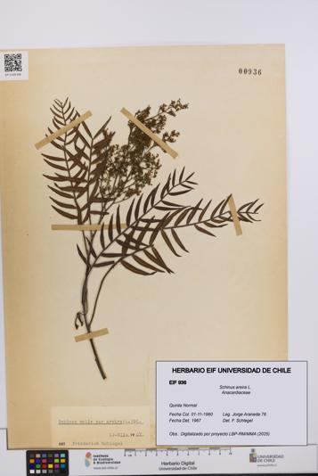 Schinus areira [Espécimen: UCH:EIF:0000936]