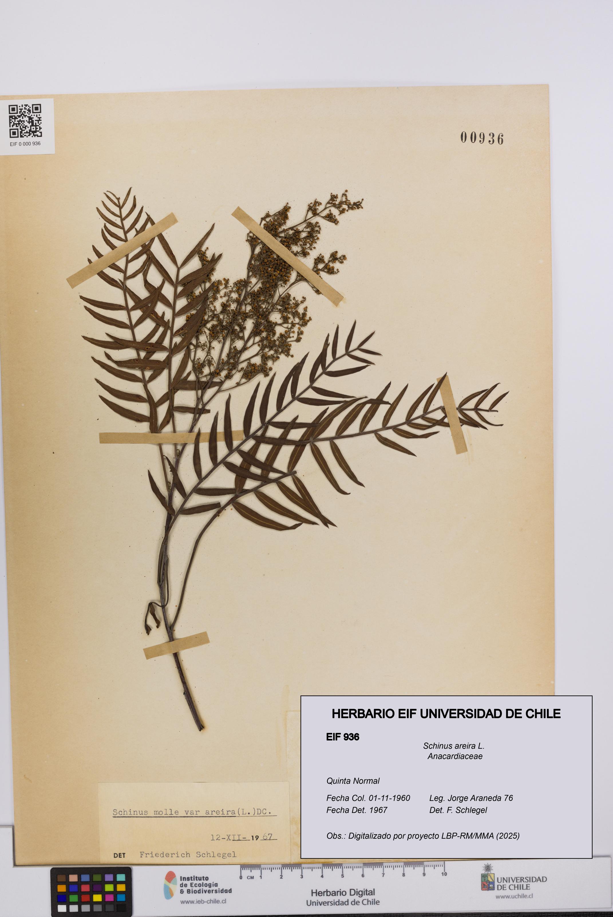 Schinus areira [Espécimen: UCH:EIF:0000936]