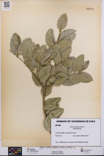 Peumus boldus [Espécimen: UCH:EIF:0000961]