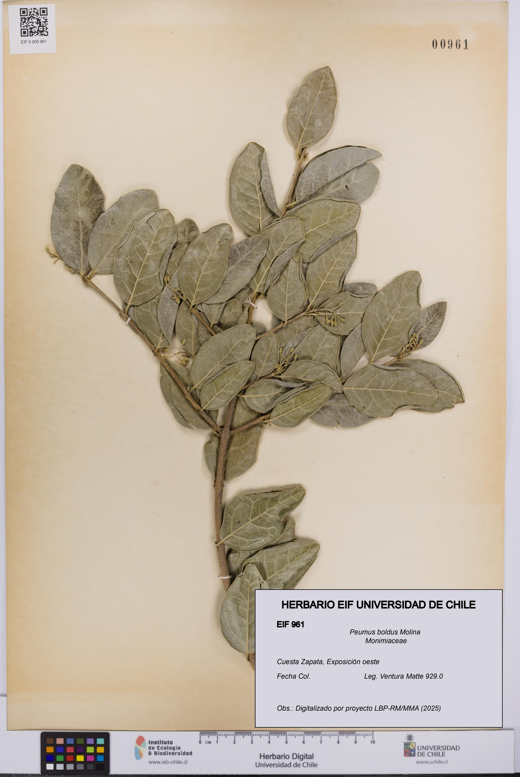 Peumus boldus [Espécimen: UCH:EIF:0000961]