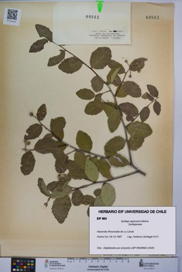 Quillaja saponaria [Espécimen: UCH:EIF:0000963]