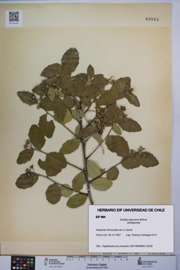 Quillaja saponaria [Espécimen: UCH:EIF:0000964]