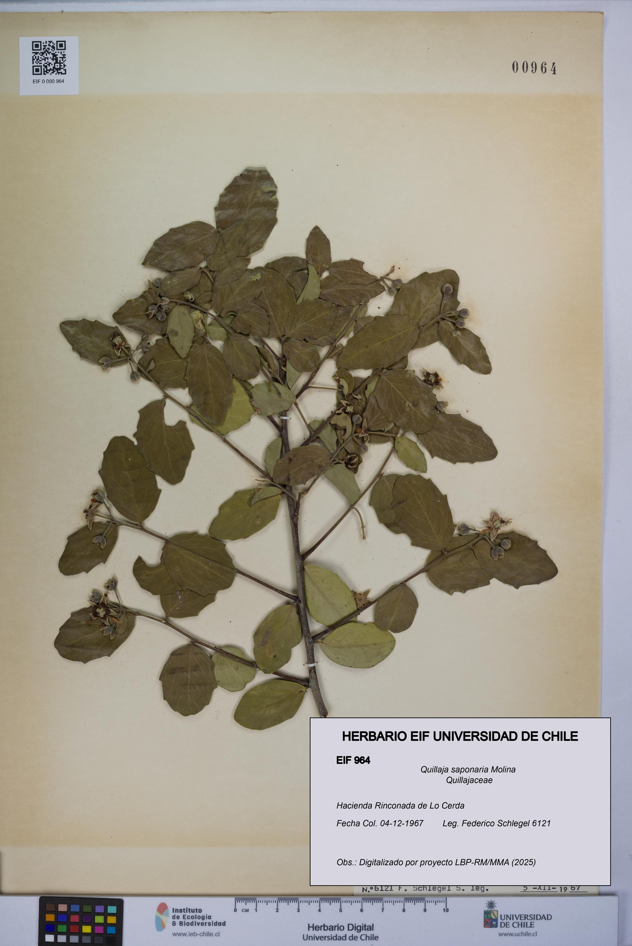 Quillaja saponaria [Espécimen: UCH:EIF:0000964]