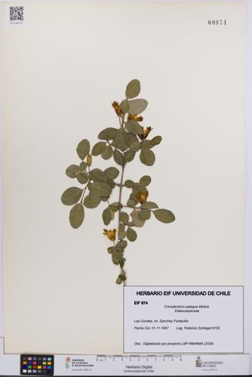 Crinodendron patagua [Espécimen: UCH:EIF:0000974]