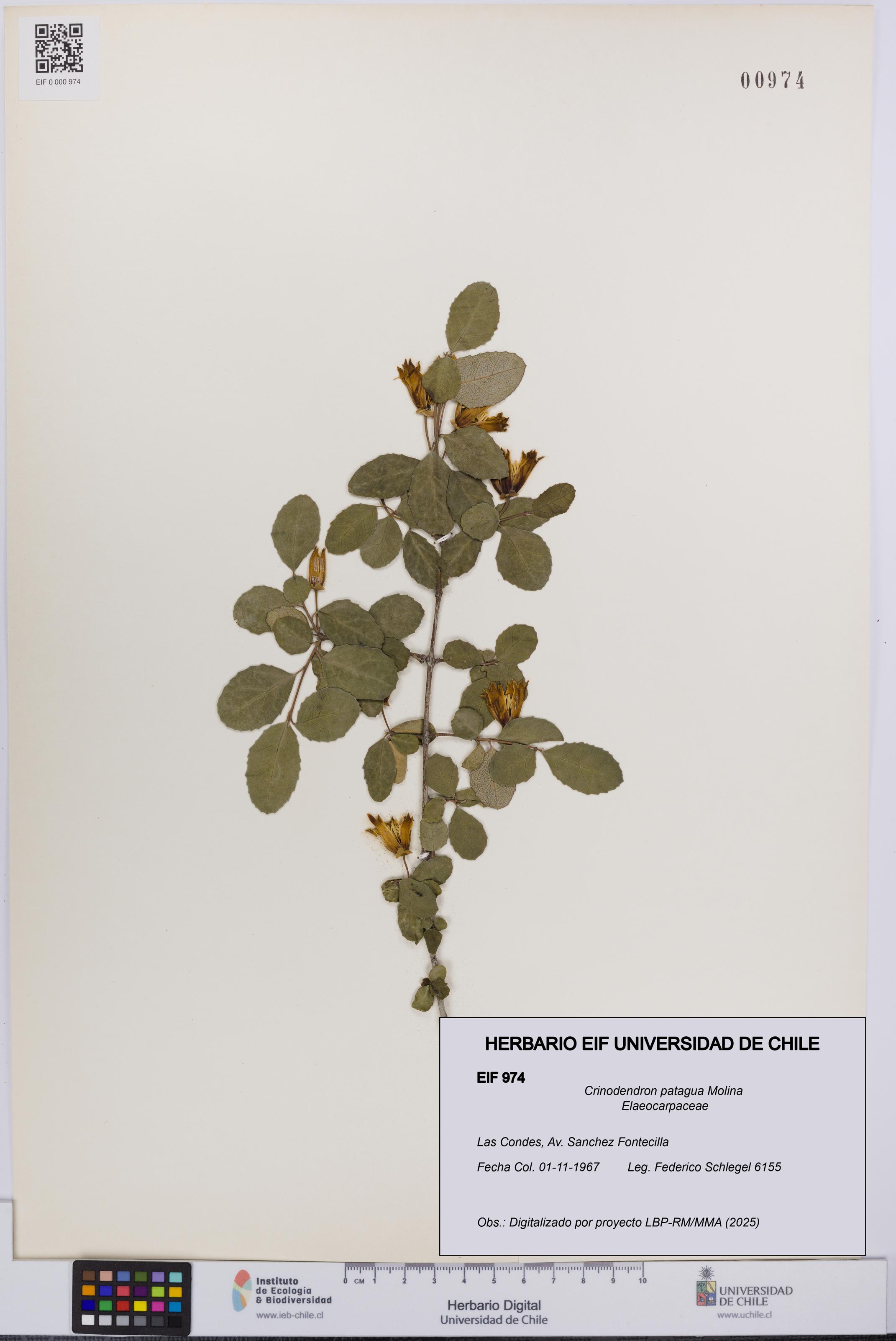 Crinodendron patagua [Espécimen: UCH:EIF:0000974]