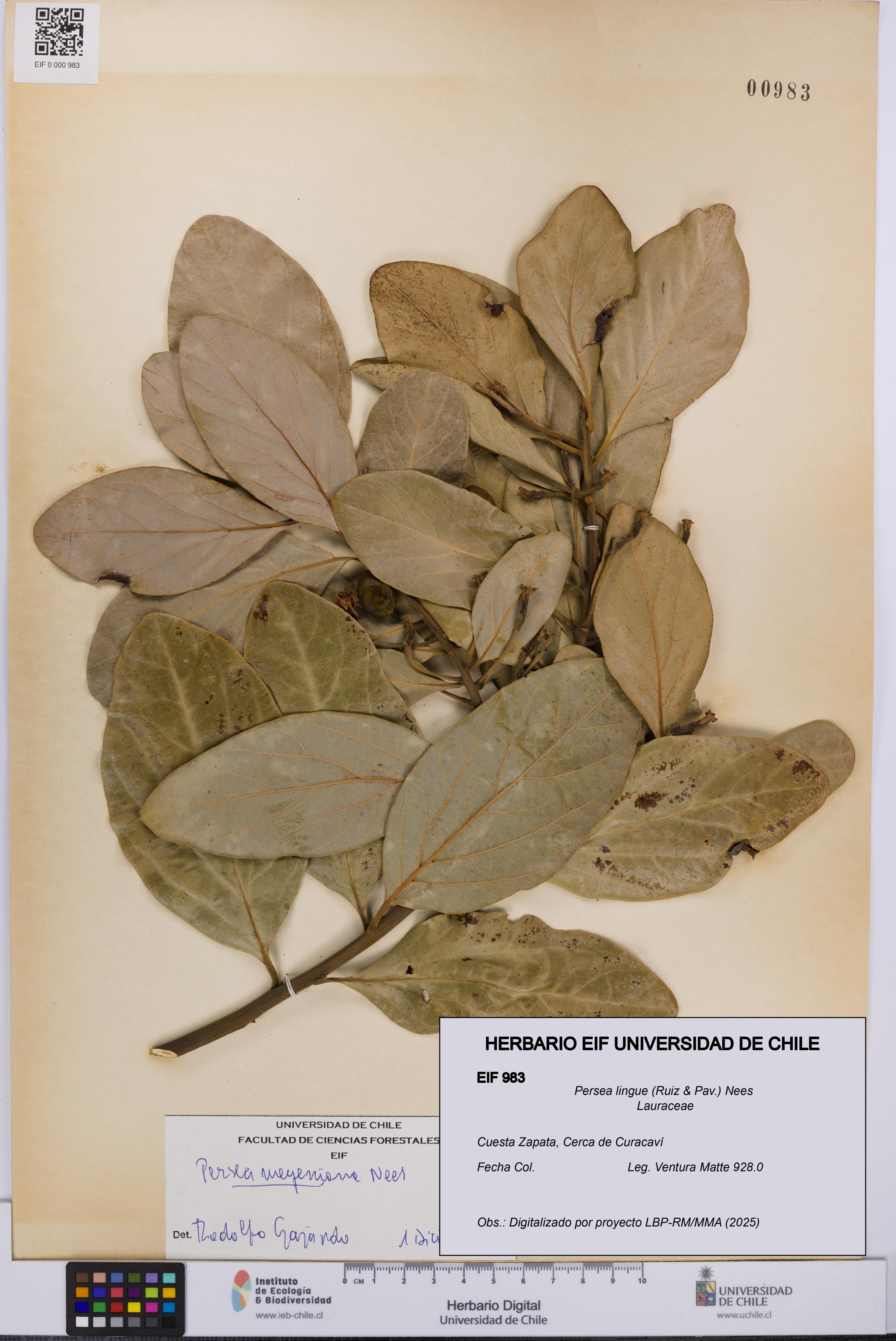 Persea lingue [Espécimen: UCH:EIF:0000983]