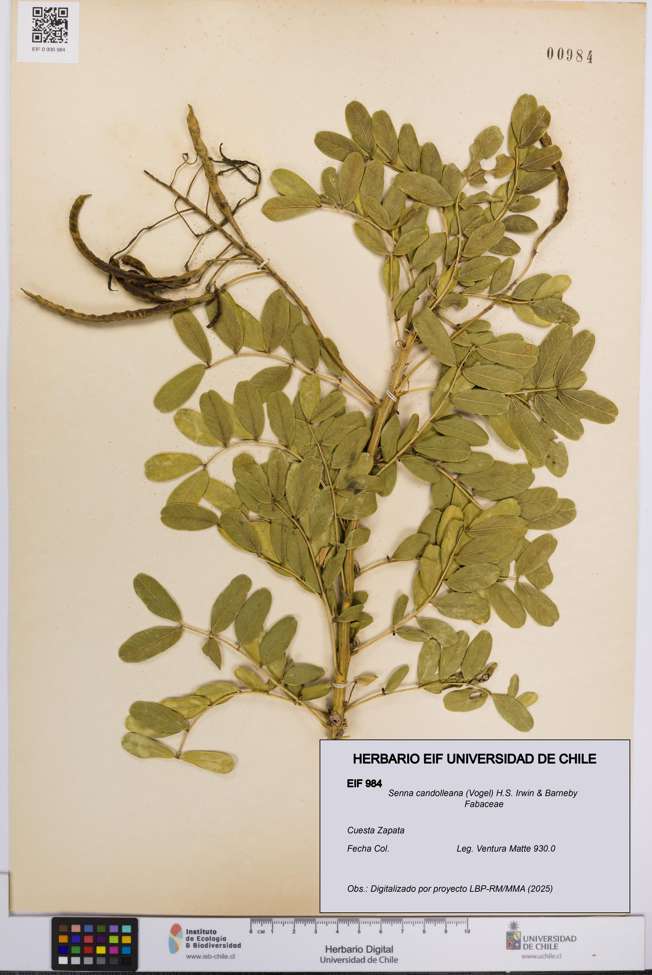 Senna candolleana [Espécimen: UCH:EIF:0000984]
