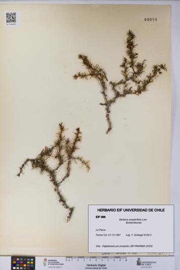 Berberis empetrifolia [Espécimen: UCH:EIF:0000988]