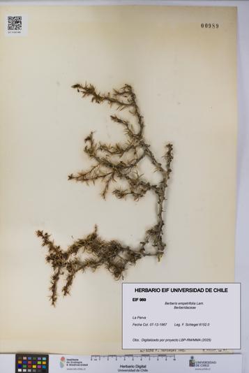 Berberis empetrifolia [Espécimen: UCH:EIF:0000989]
