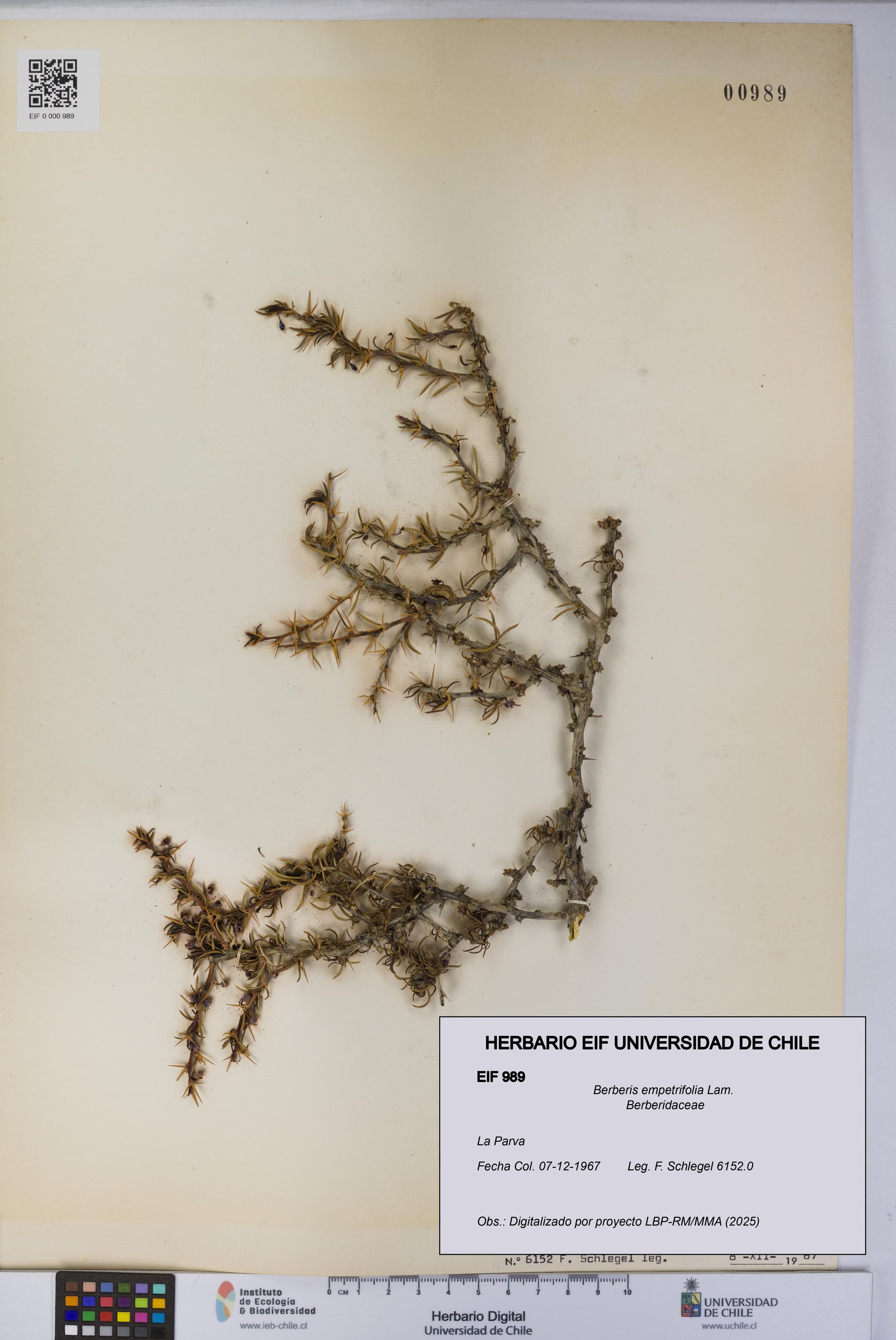 Berberis empetrifolia [Espécimen: UCH:EIF:0000989]