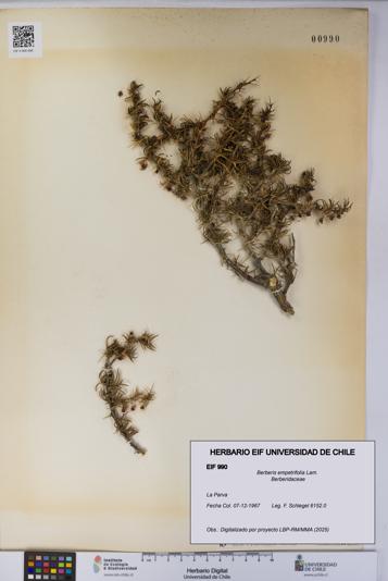Berberis empetrifolia [Espécimen: UCH:EIF:0000990]