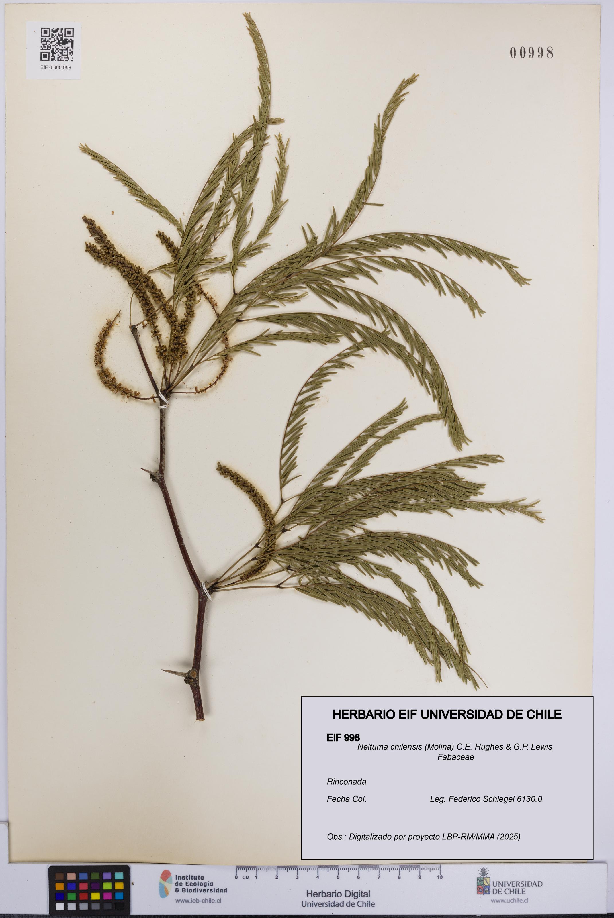 Neltuma chilensis [Espécimen: UCH:EIF:0000998]