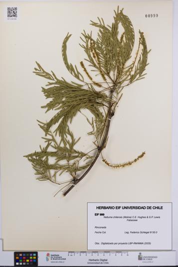 Neltuma chilensis [Espécimen: UCH:EIF:0000999]