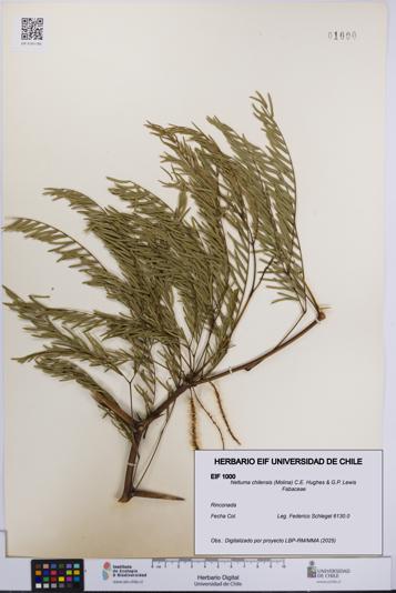 Neltuma chilensis [Espécimen: UCH:EIF:0001000]