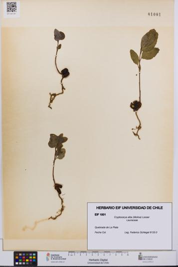 Cryptocarya alba [Espécimen: UCH:EIF:0001001]
