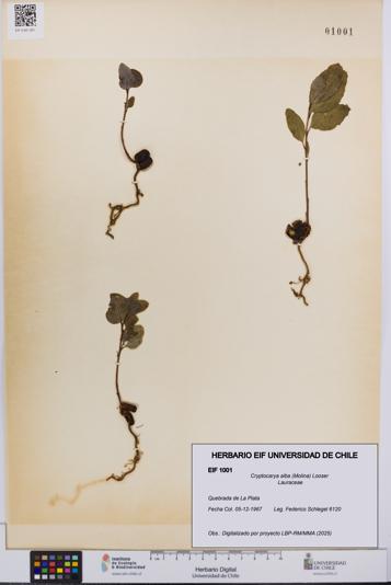 Cryptocarya alba [Espécimen: UCH:EIF:0001001]