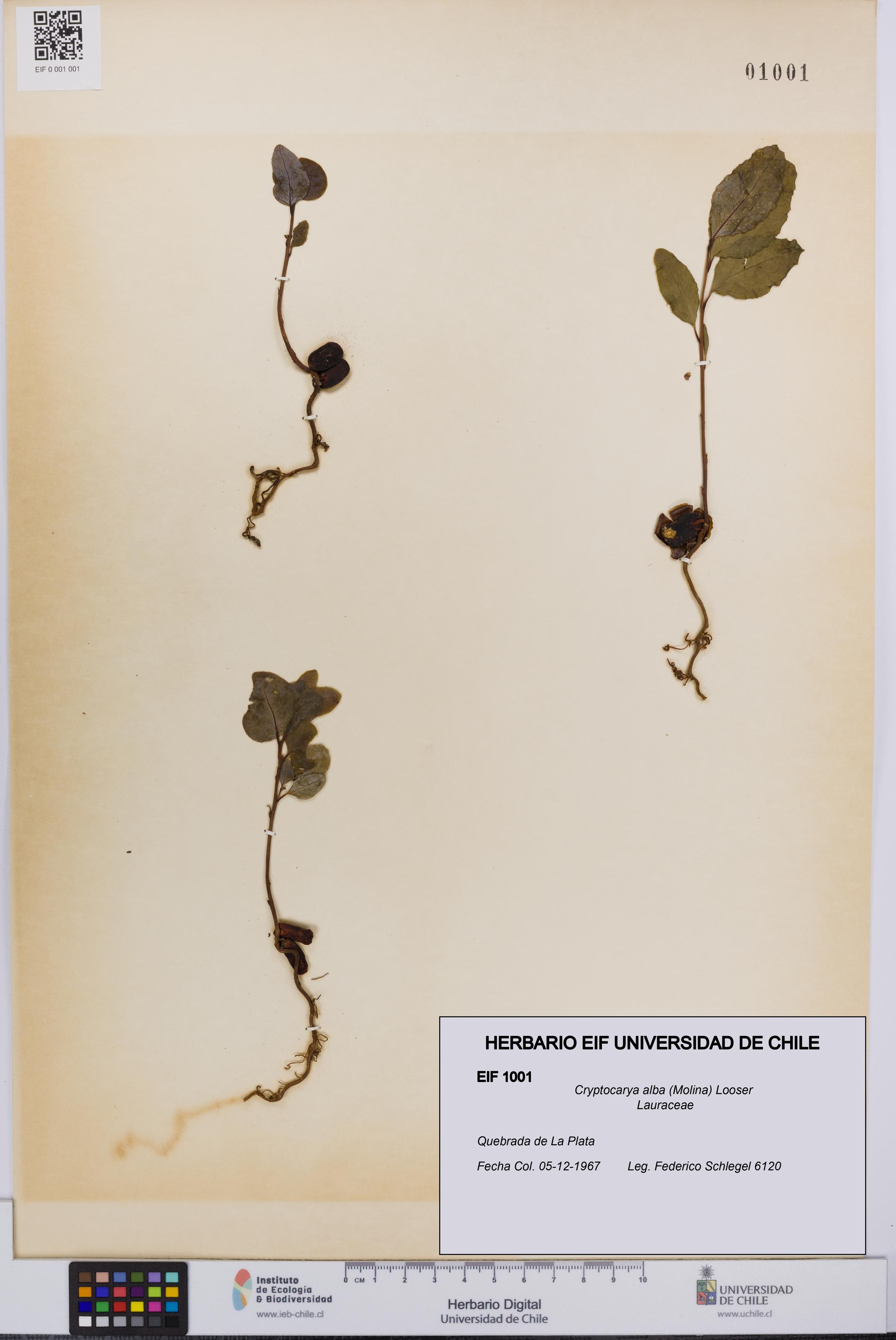 Cryptocarya alba [Espécimen: UCH:EIF:0001001]