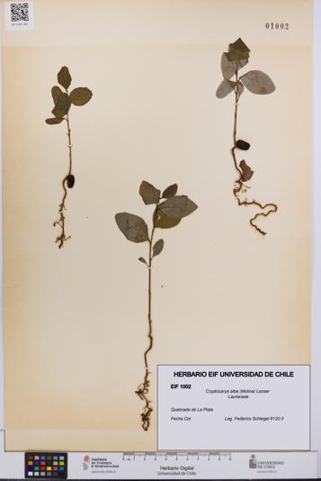 Cryptocarya alba [Espécimen: UCH:EIF:0001002]