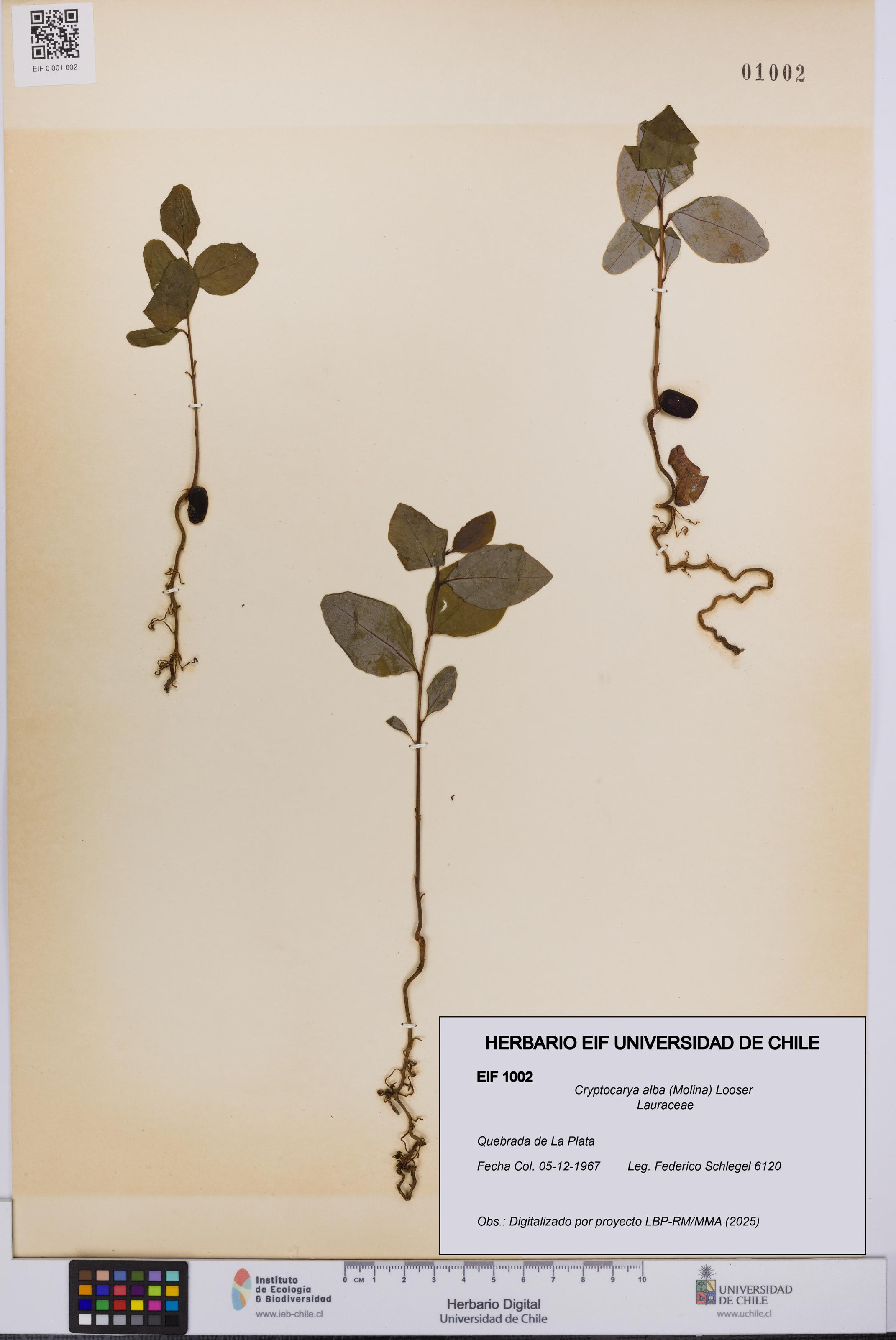 Cryptocarya alba [Espécimen: UCH:EIF:0001002]