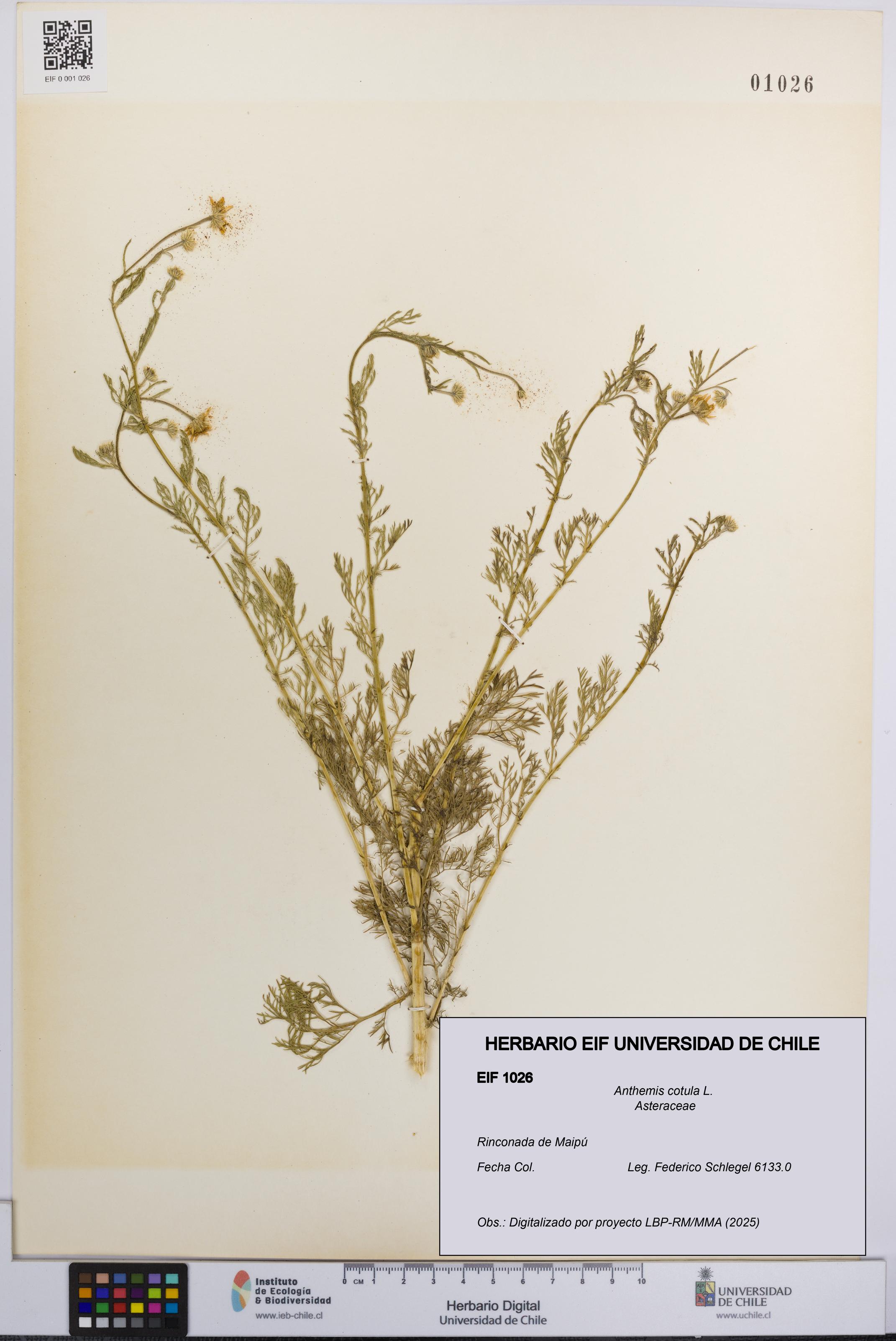 Anthemis cotula [Espécimen: UCH:EIF:0001026]